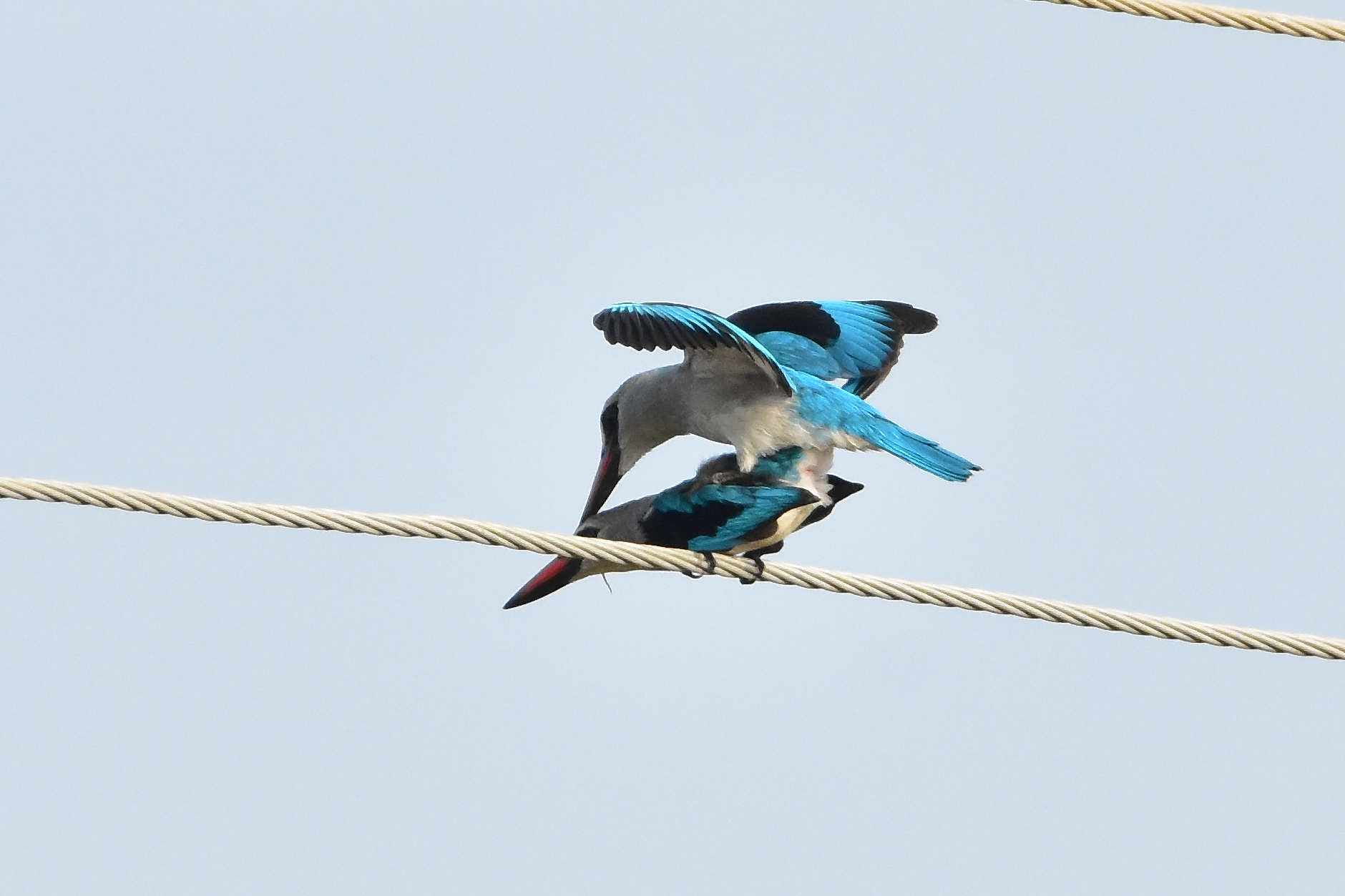 Woodland Kingfisher