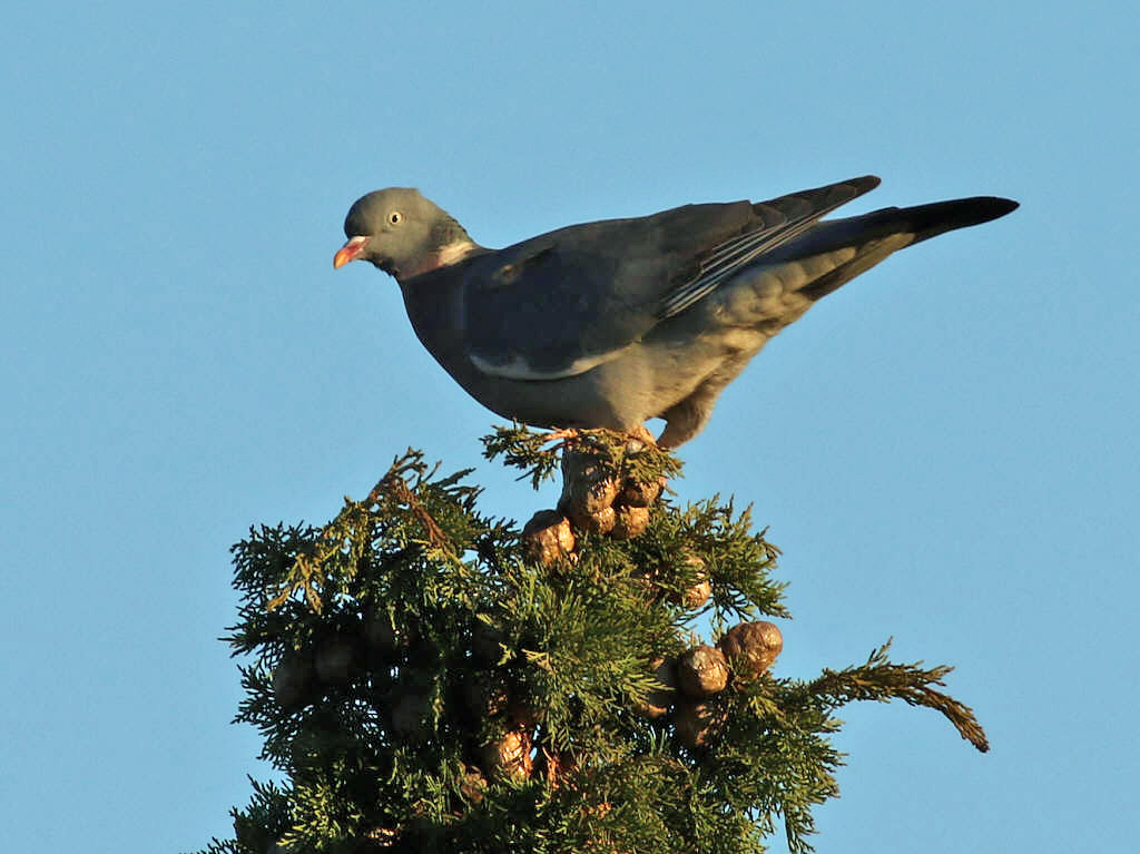 Woodpidgeon