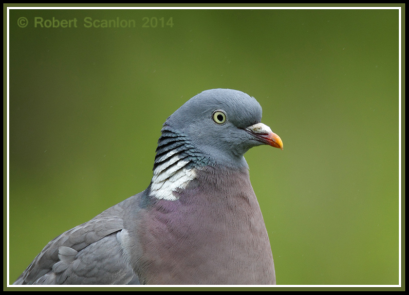 Woodpigeon Portrait