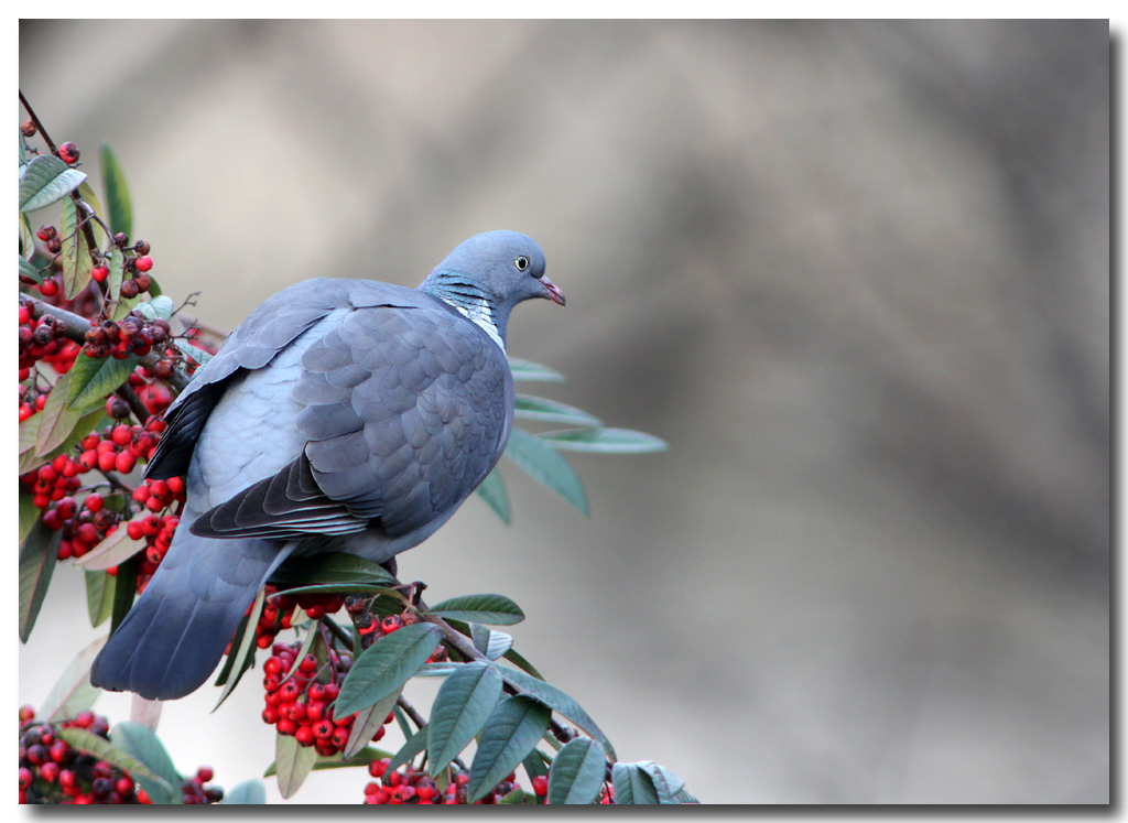 Woodpigeon