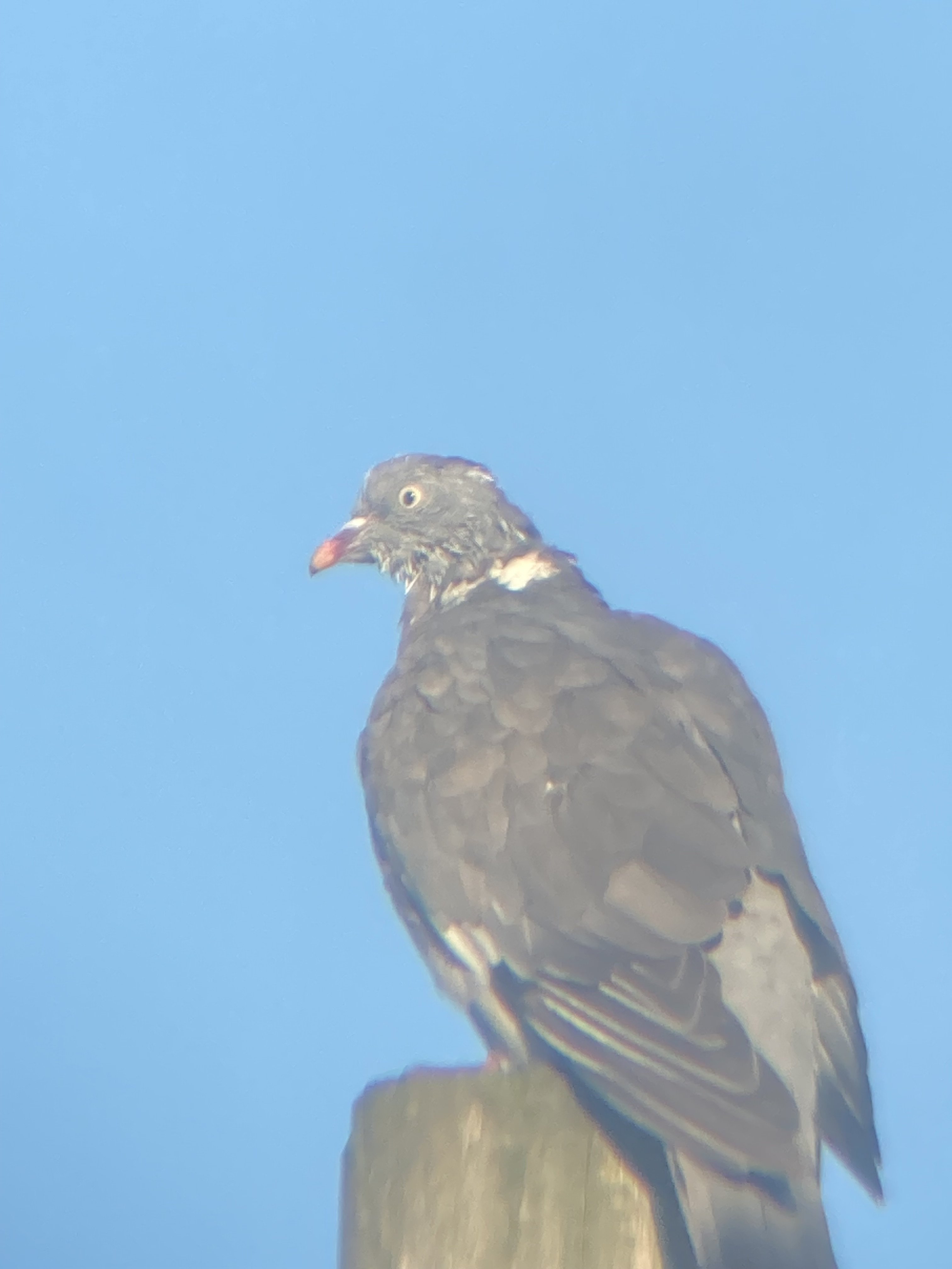 Woodpigeon