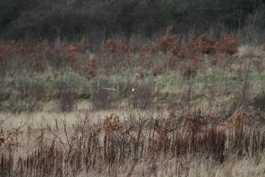 Worcestershire Great Grey Shrike.