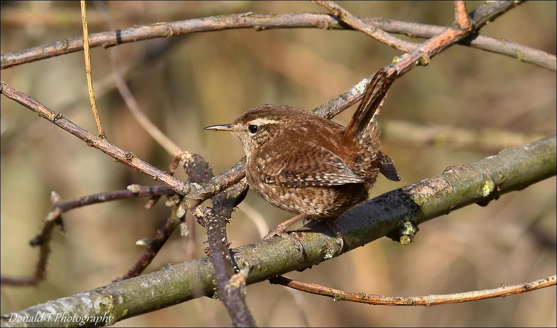 Wren 2