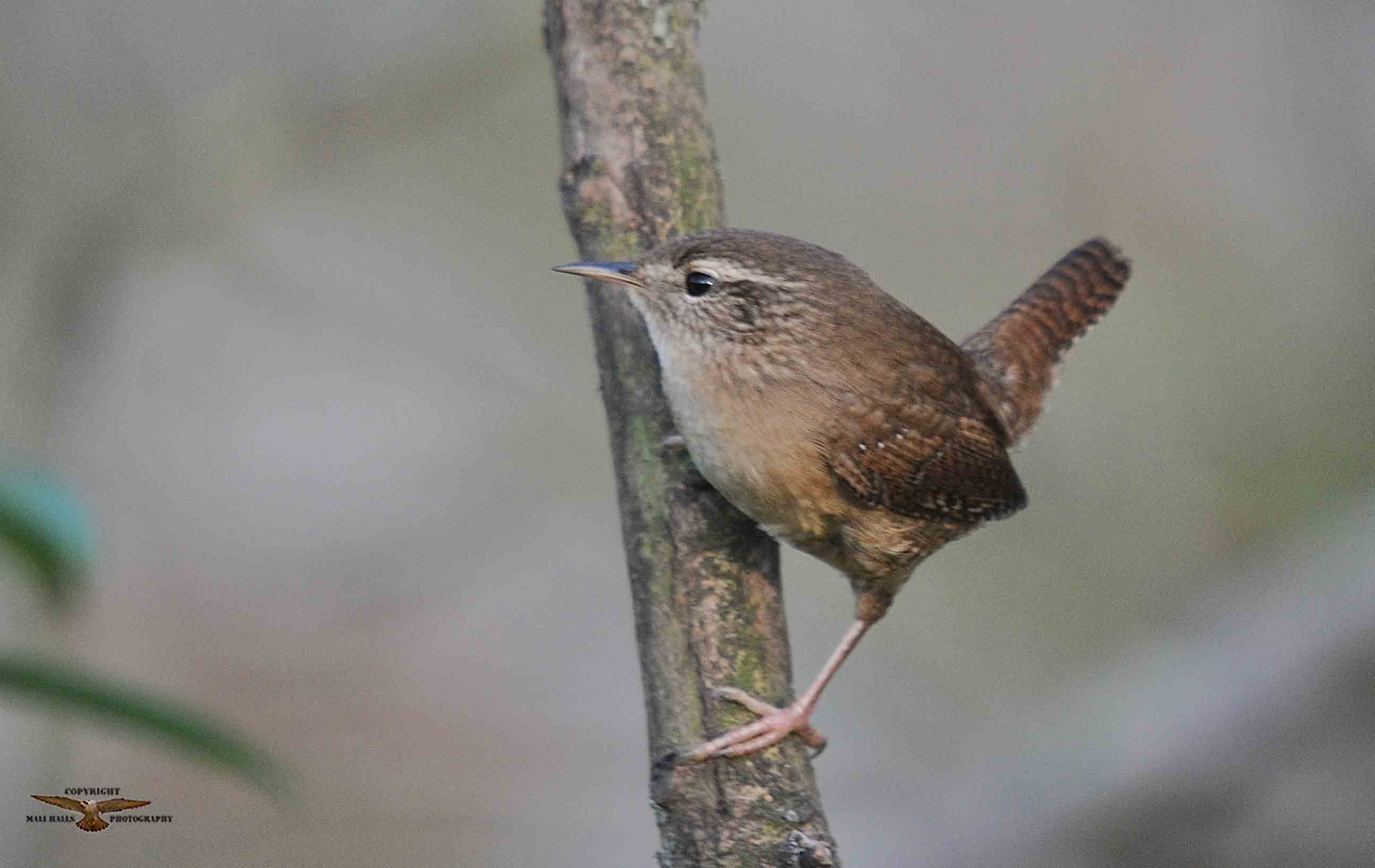 Wren 3250.jpg