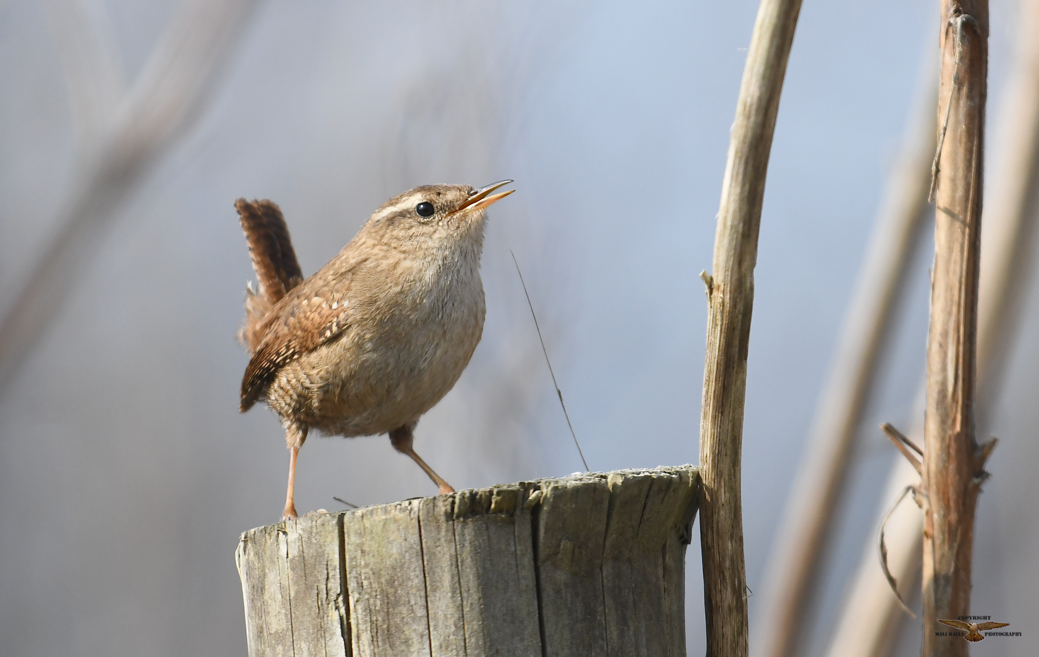 Wren 6899 (1).jpg