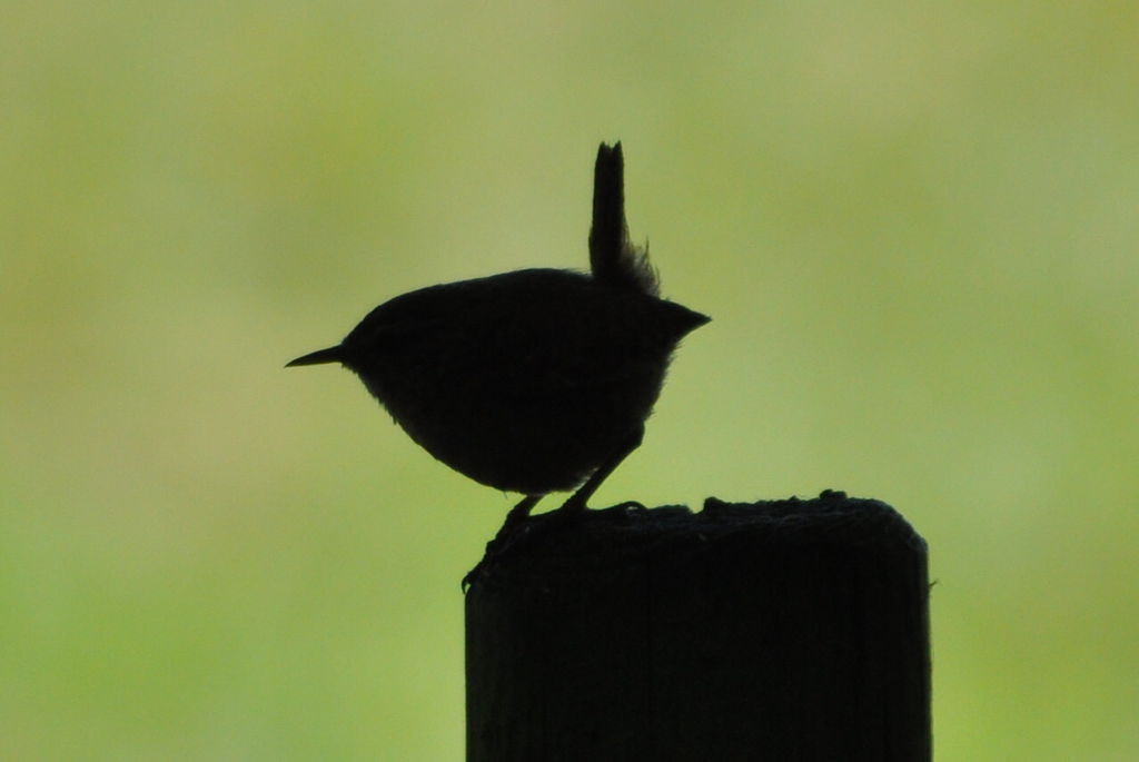 Wren... A summer silhouette.