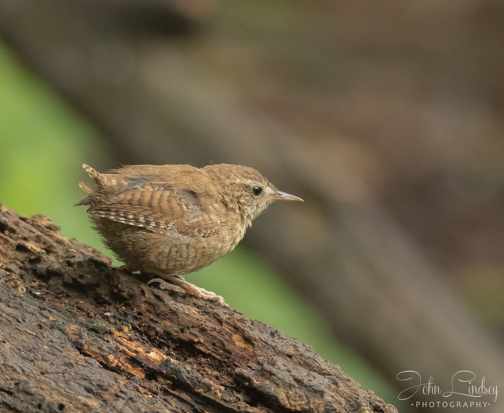 Wren at Pennington Flash.