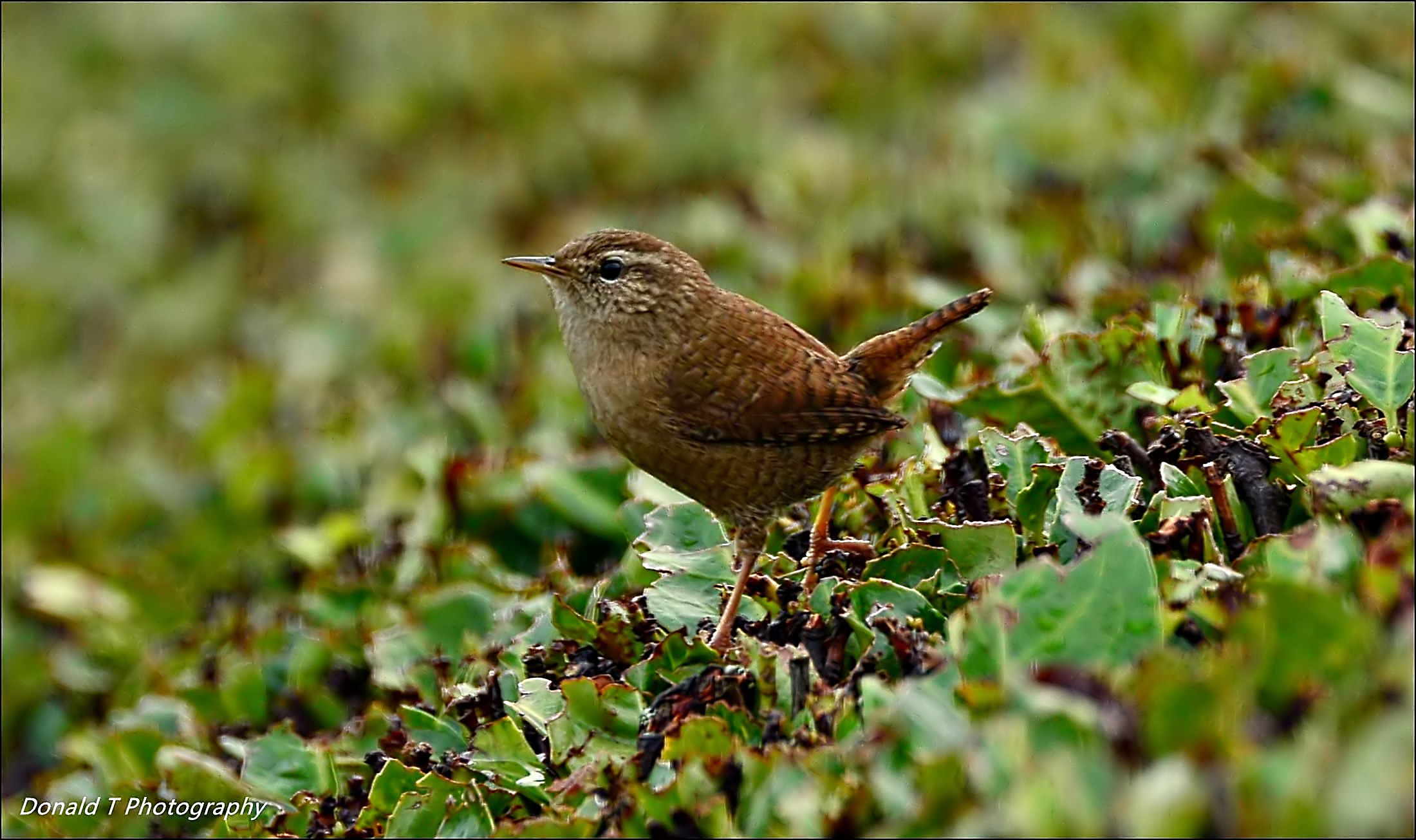 Wren on our Laurel Hedge.