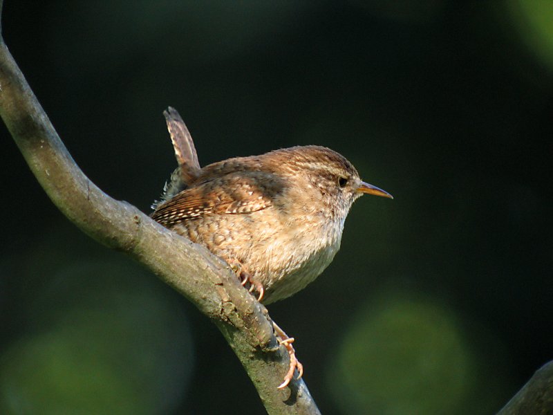 wren on the lookout
