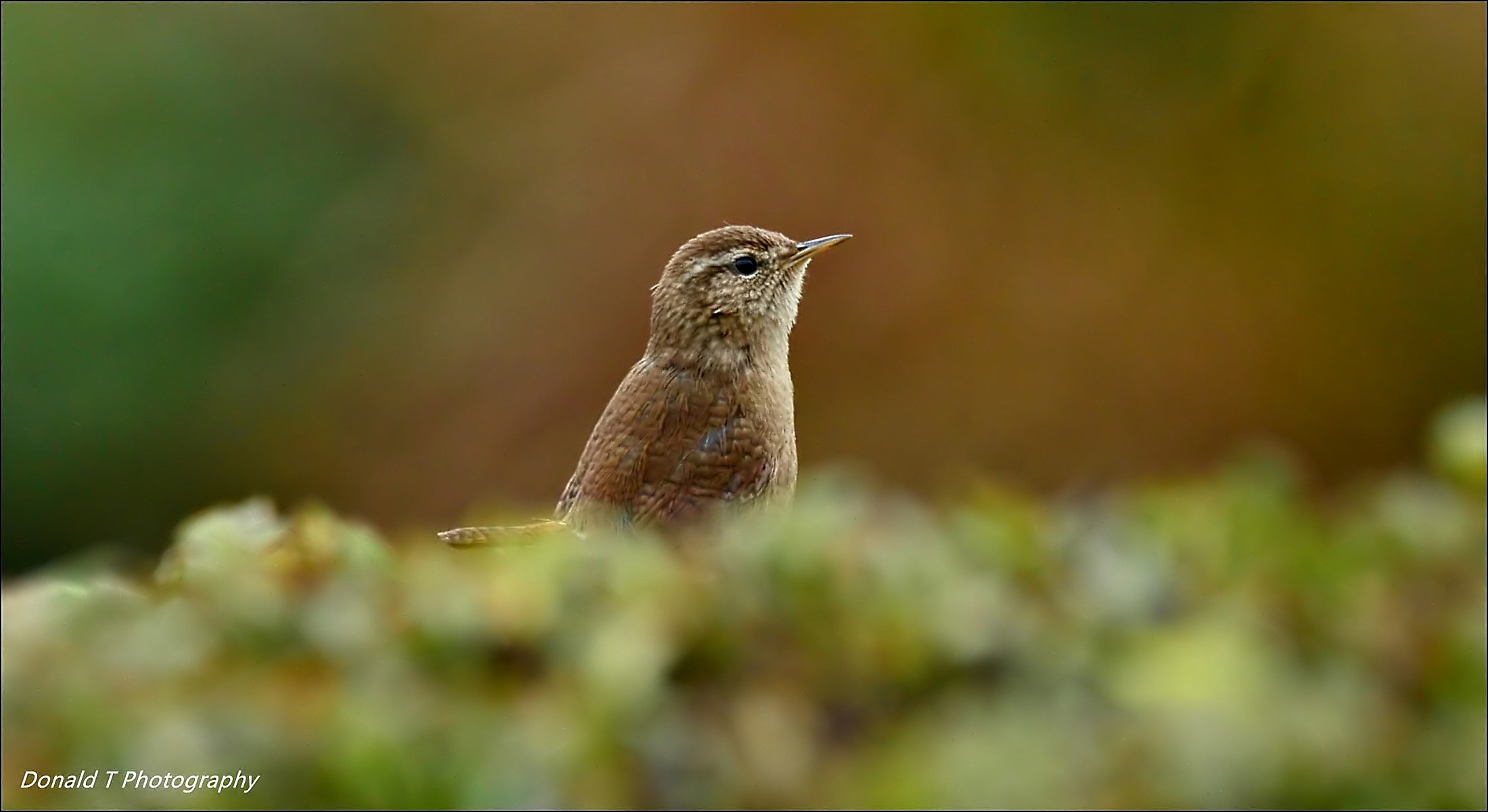 Wren popping up out of our Laurel Hedge.