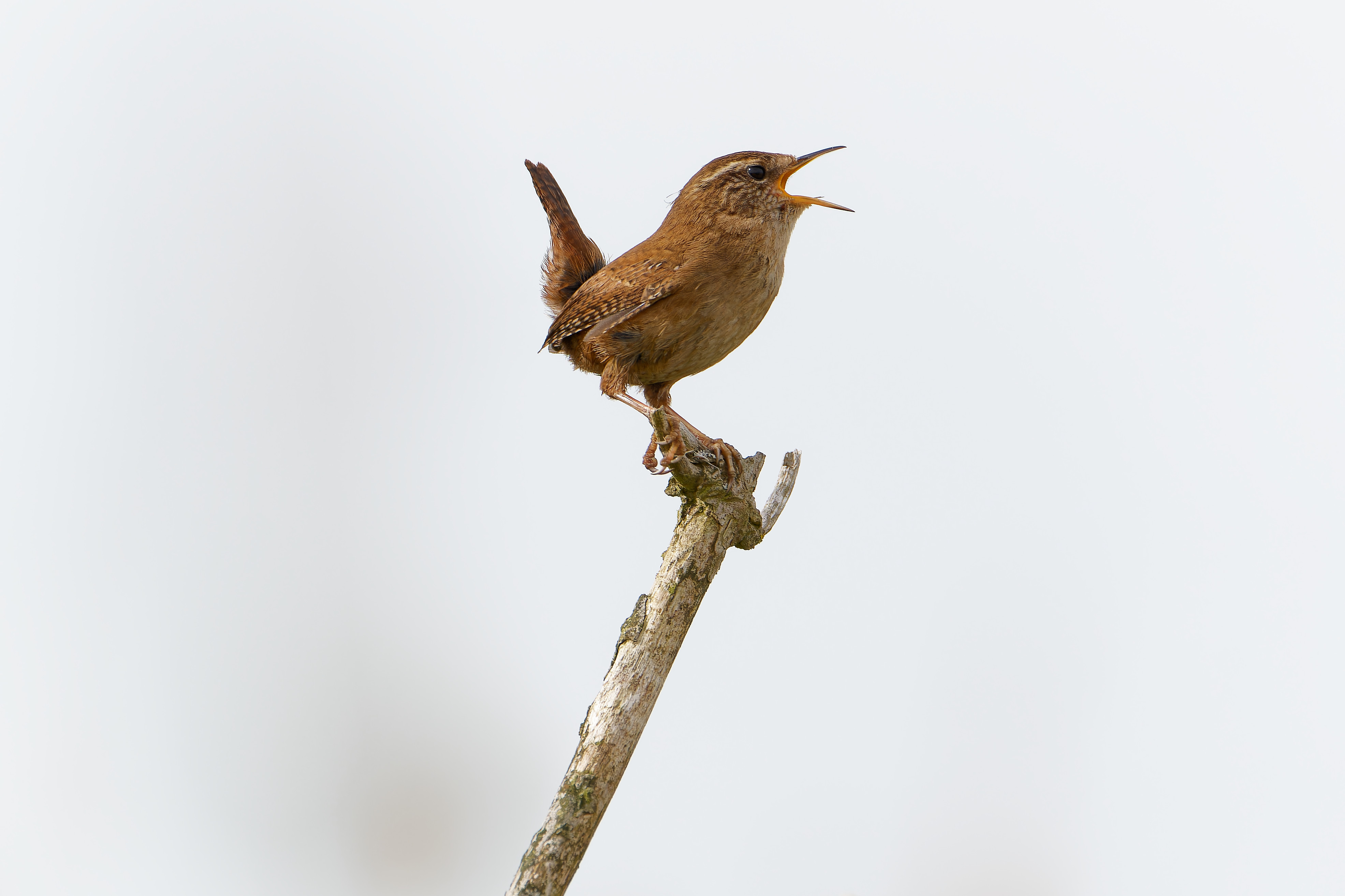 Wren singing his heart out