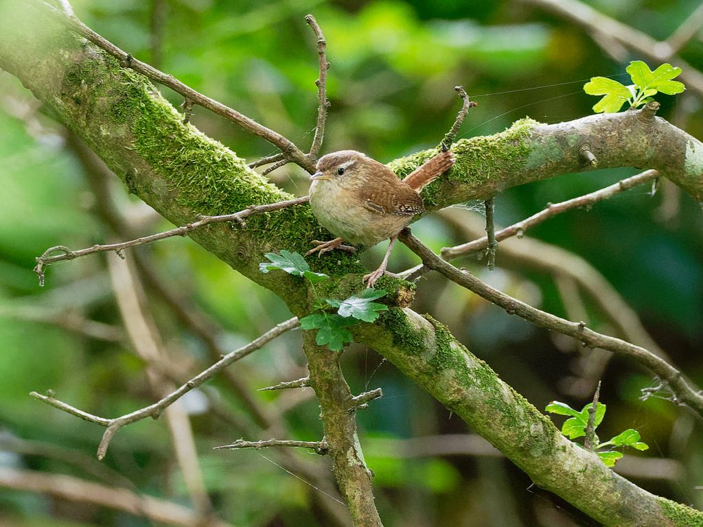 Wren with moss and spider webs