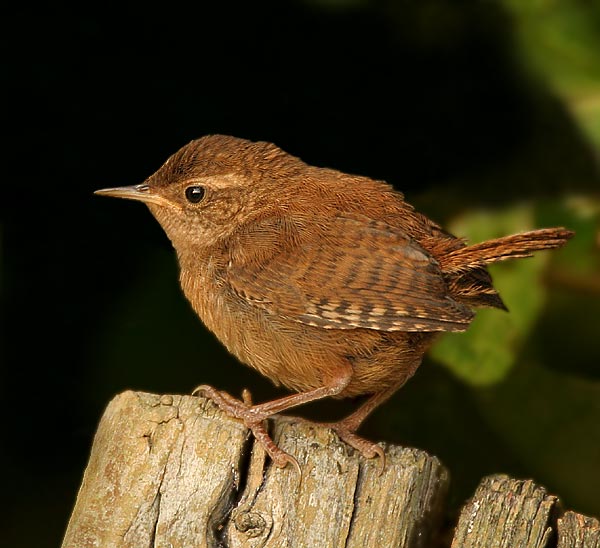 Wren