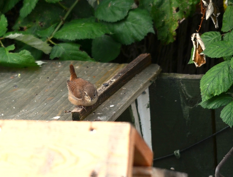 Wren