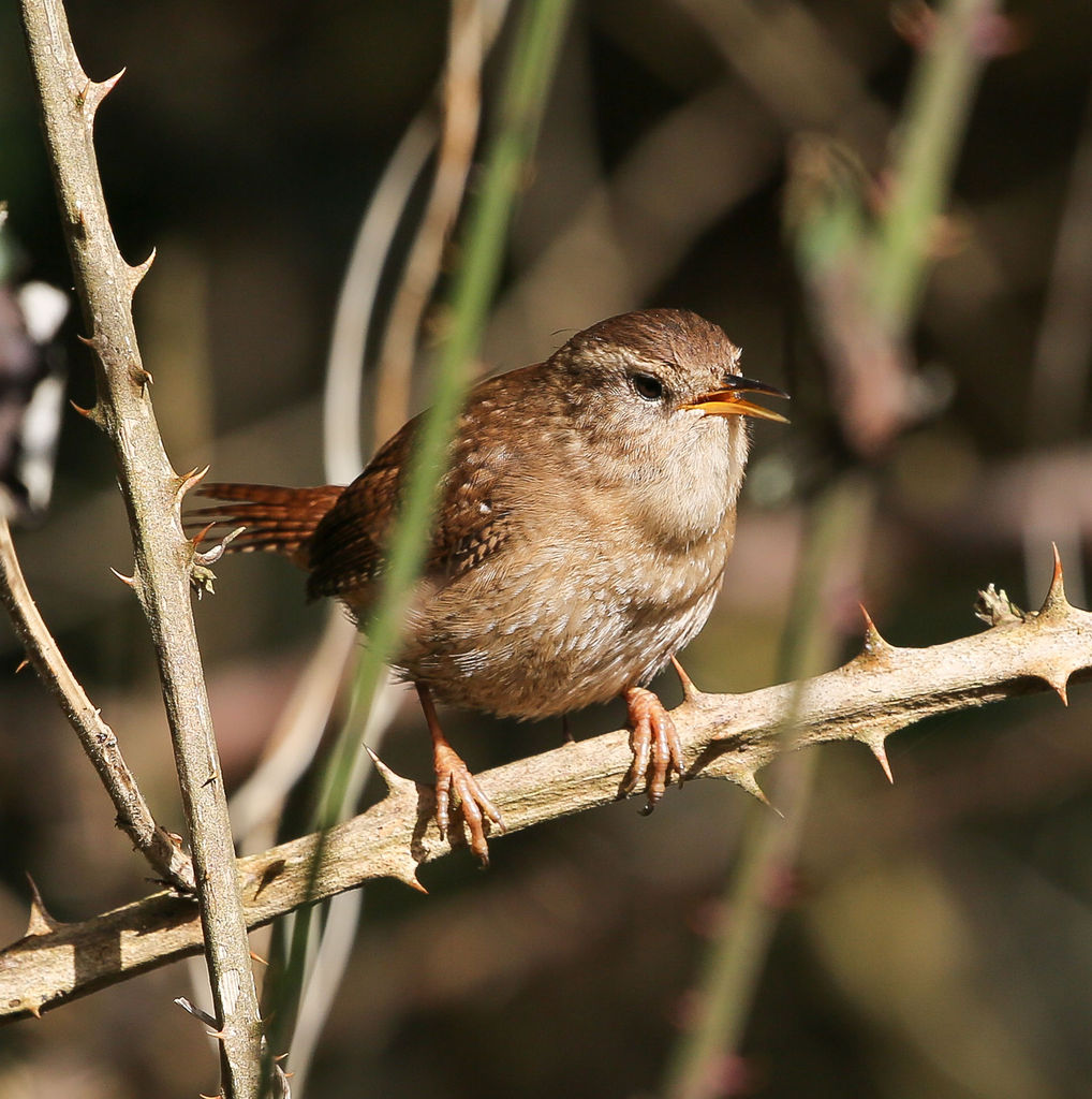 Wren