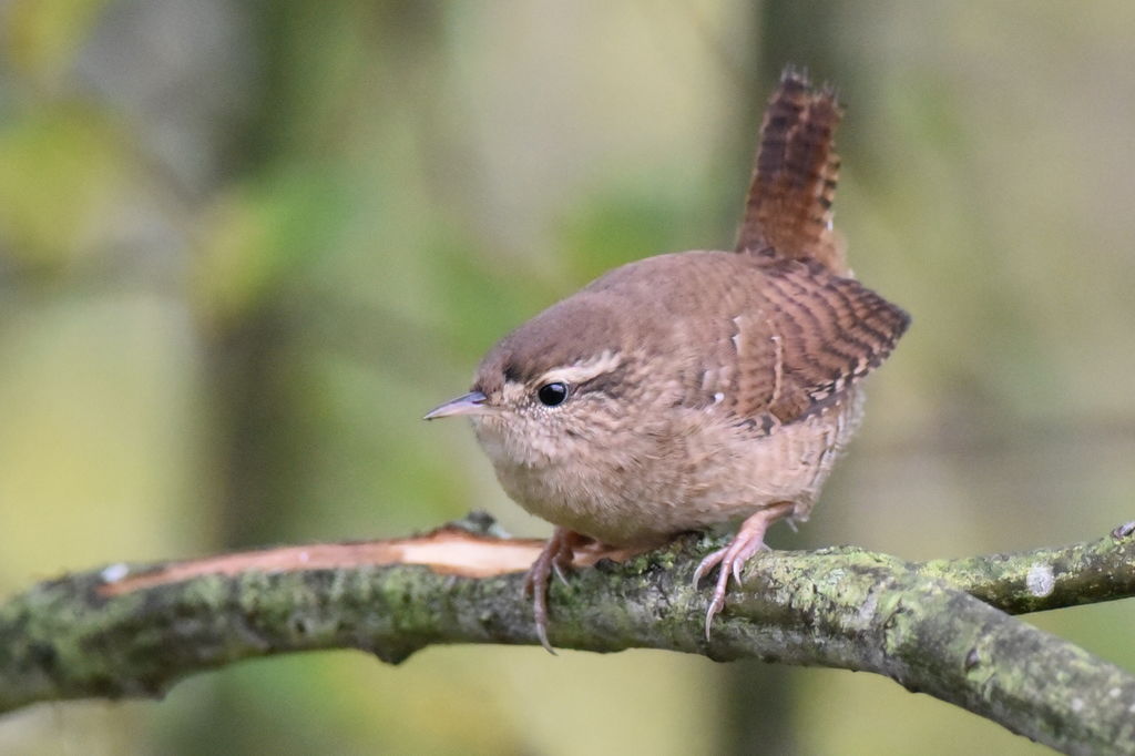 Wren