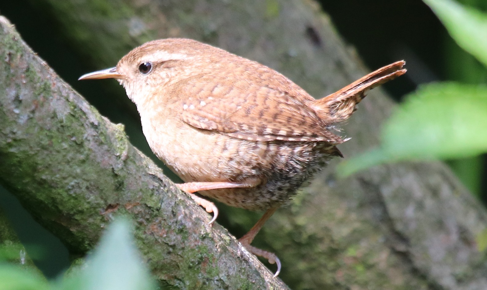 Wren