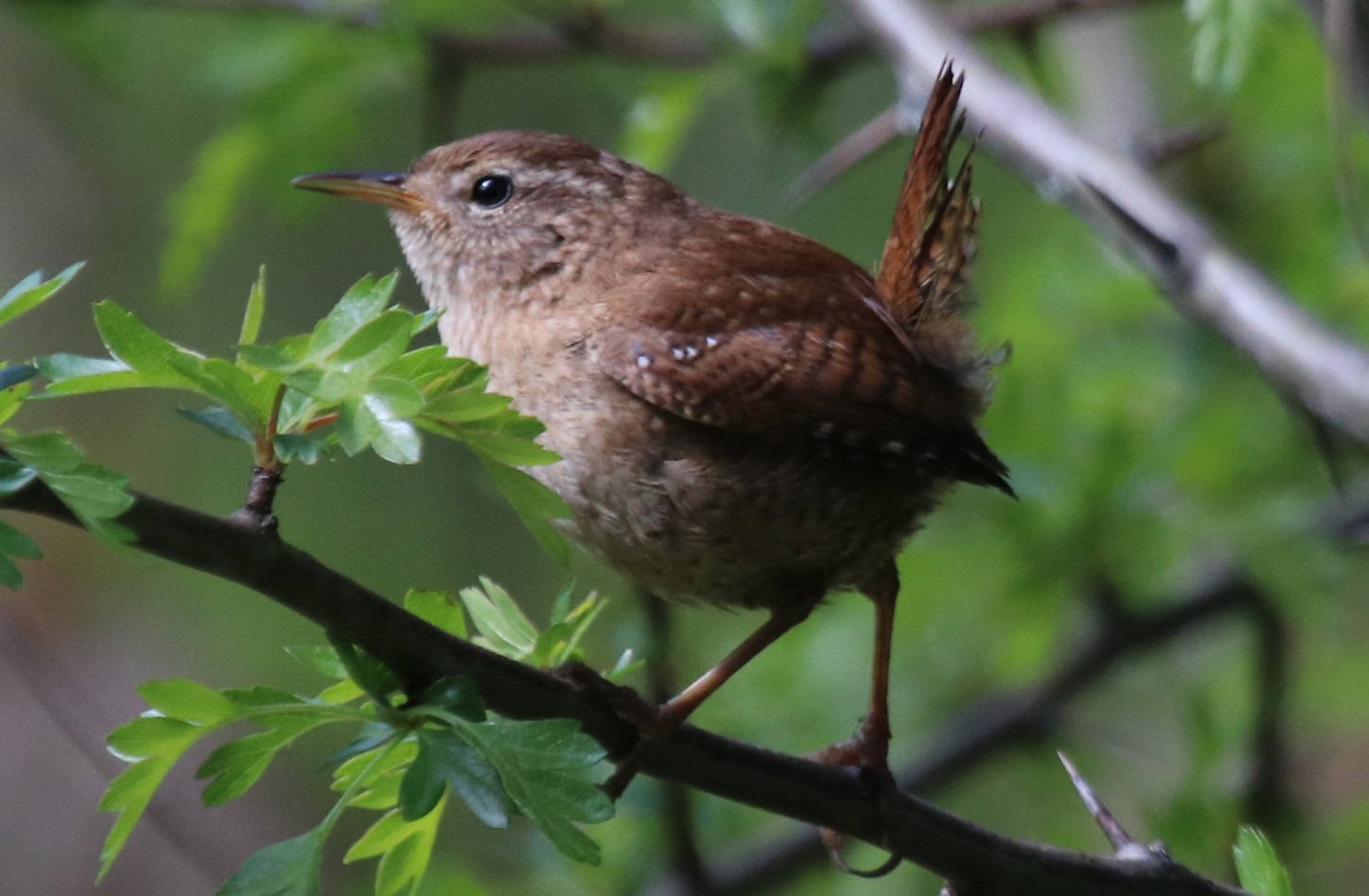 Wren