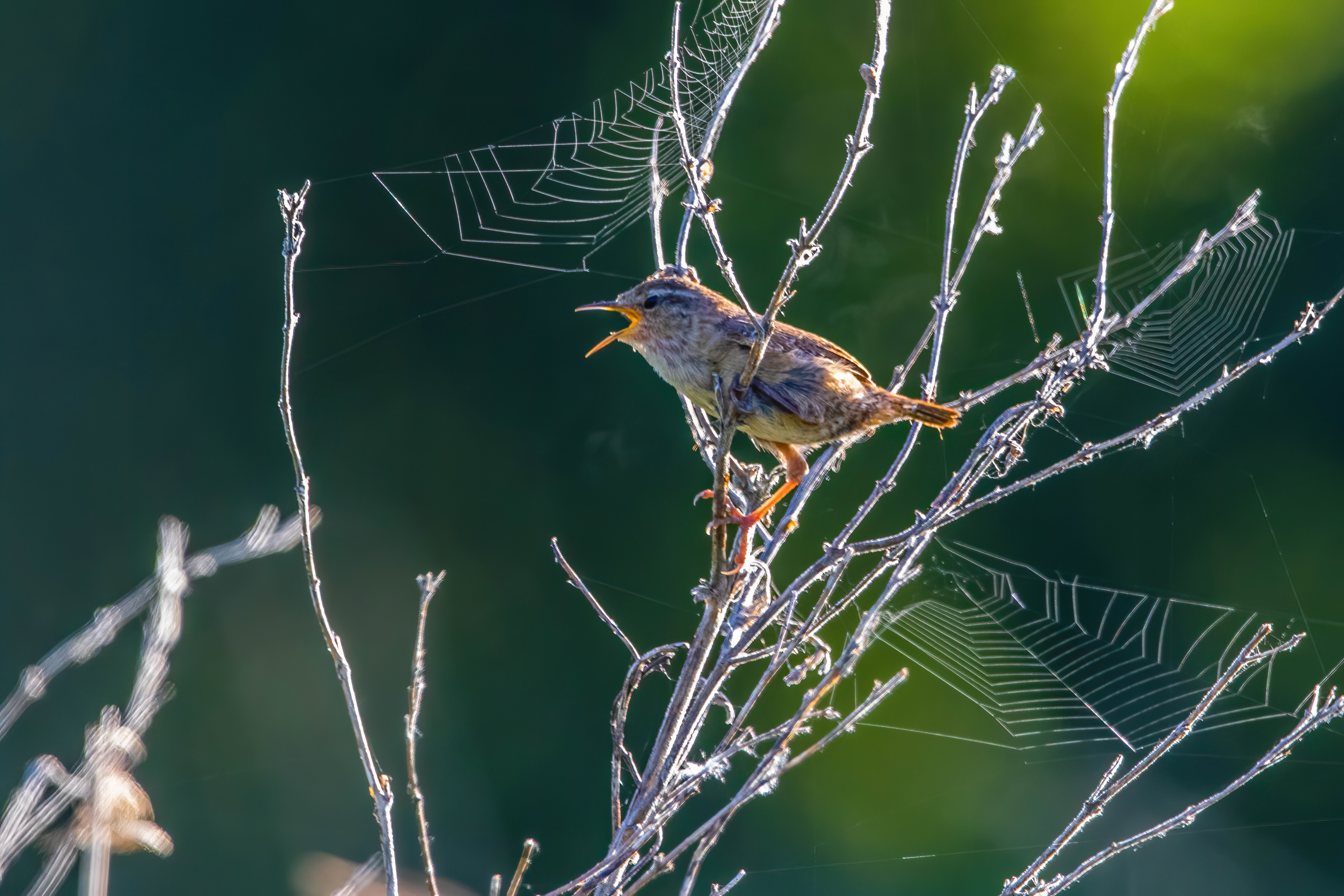 WREN