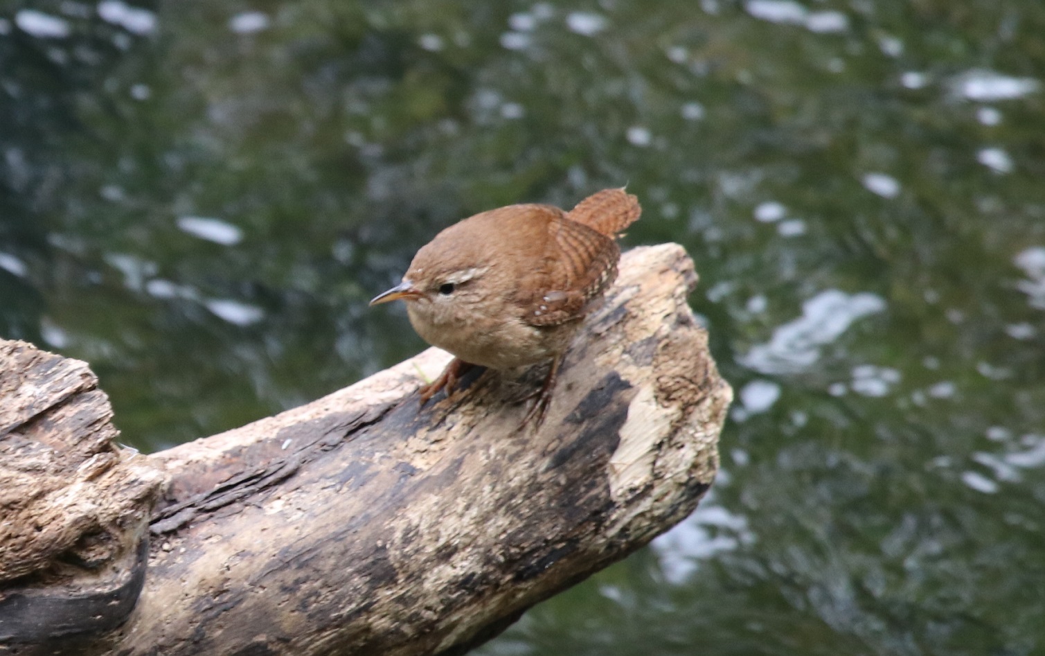 Wren