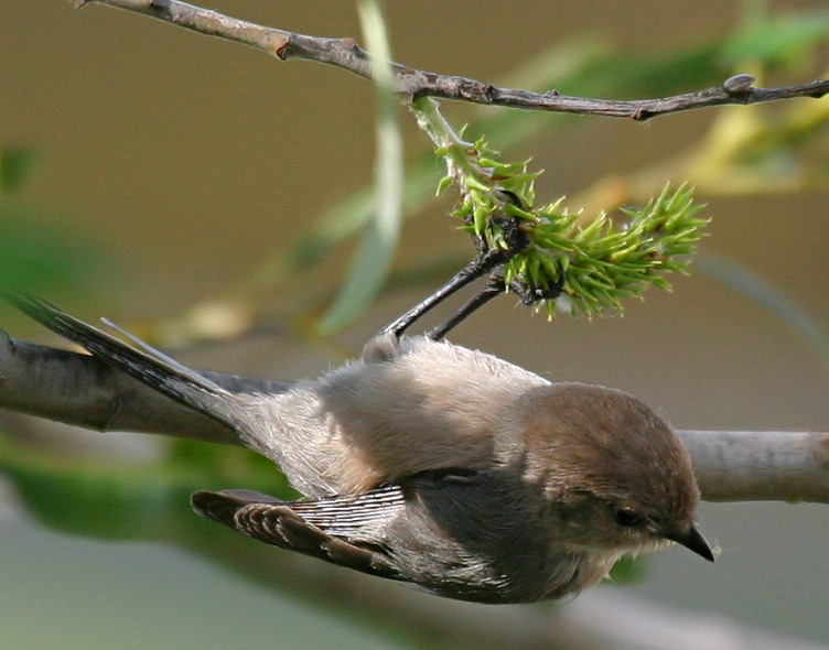 Wrentit