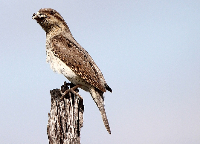 Wryneck