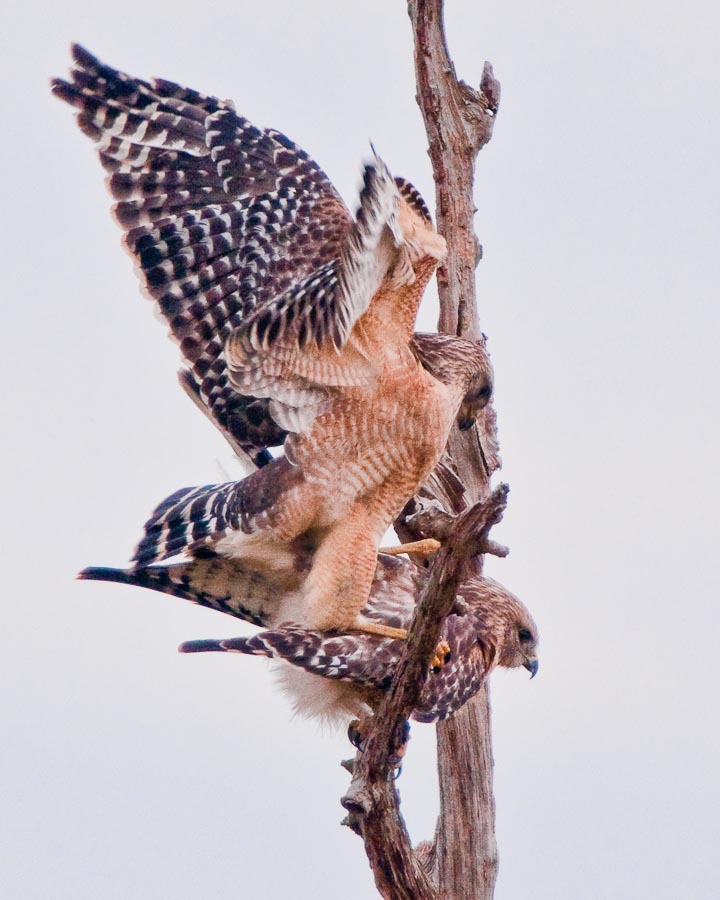 X-rated Mating Season Red-shouldered Hawk