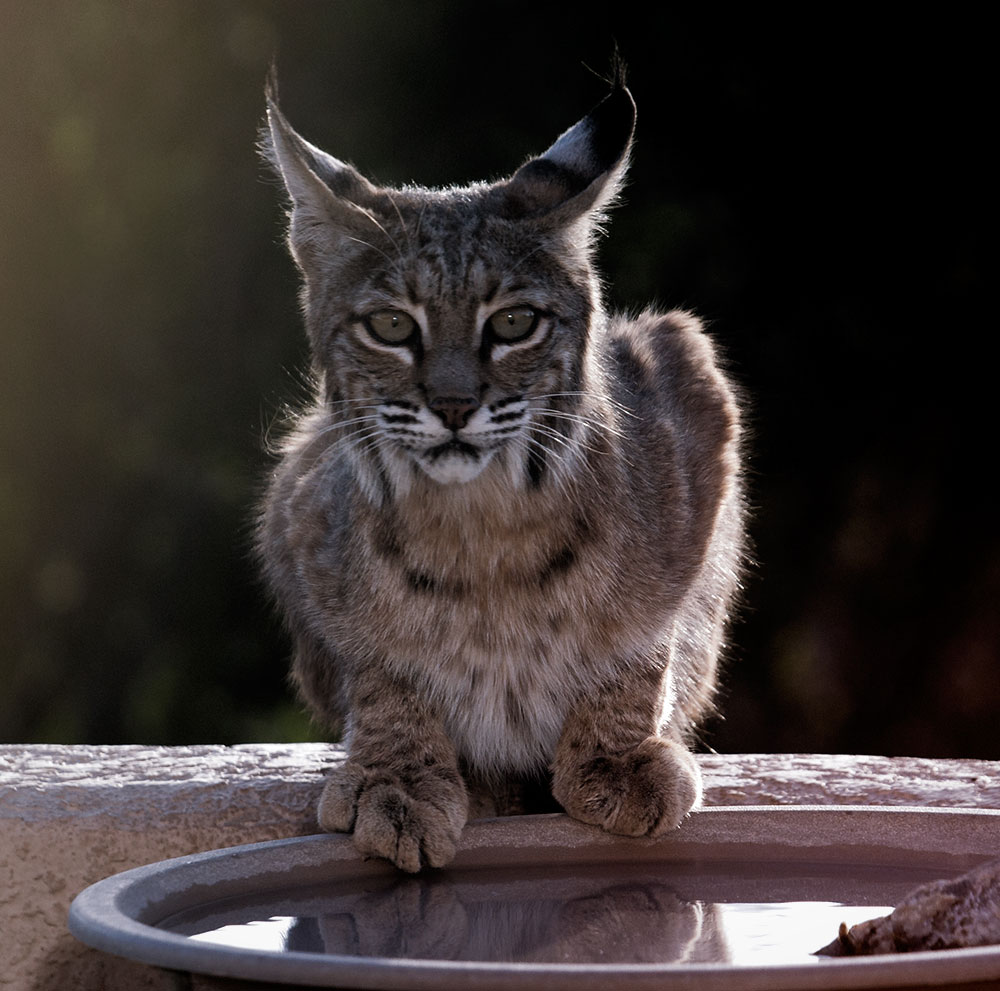 Yard Bobcat