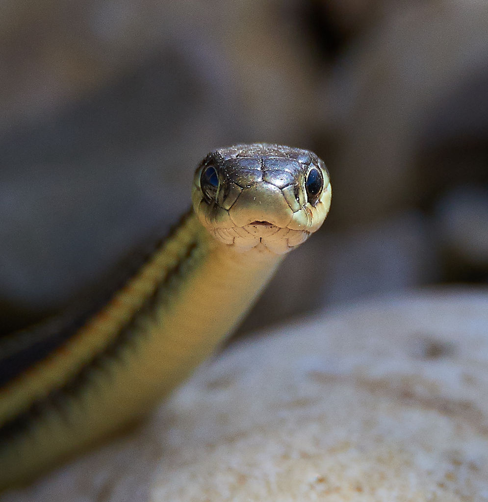 Yellow banded Garter Snakes-2