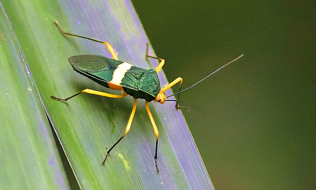 Yellow-banded Metallic Green Coreid Bug