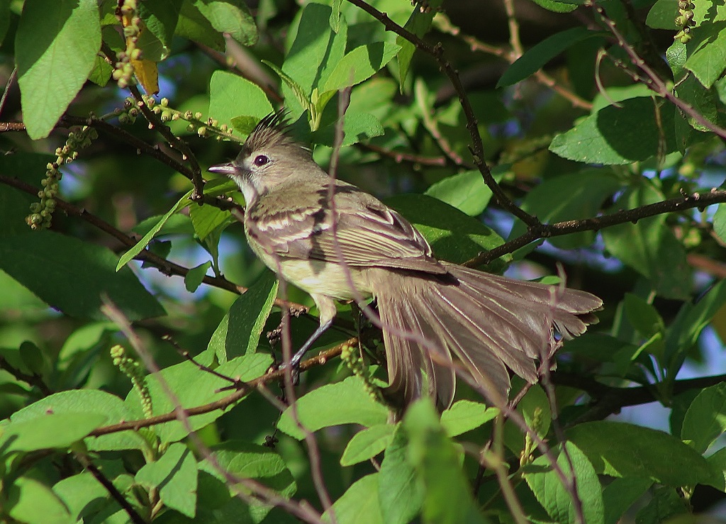 Yellow - bellied Elaenia