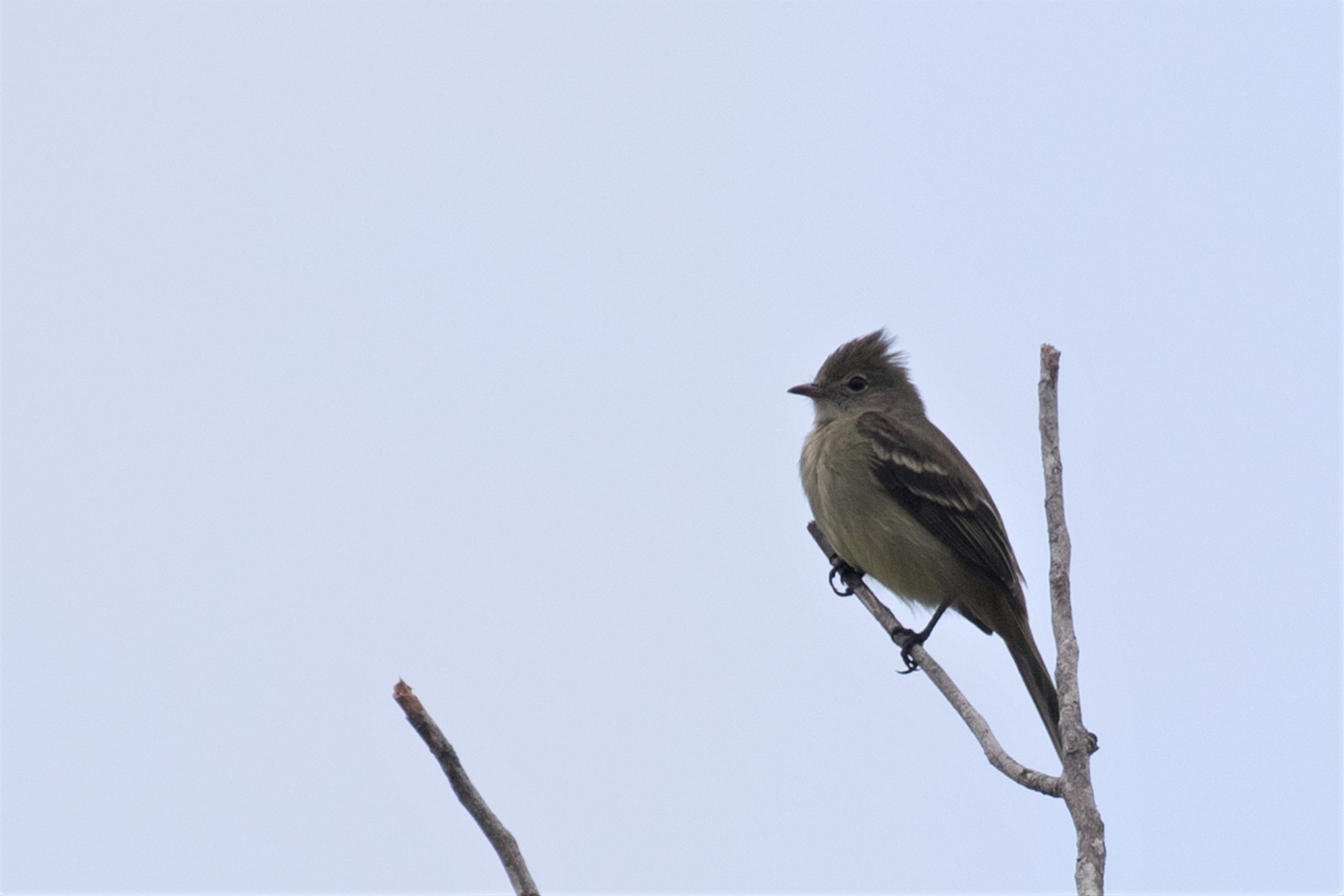 Yellow-bellied Elaenia