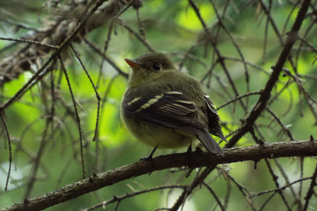 Yellow-Bellied Flycatcher