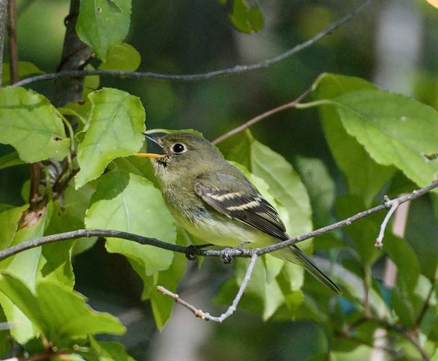 Yellow bellied flycatcher