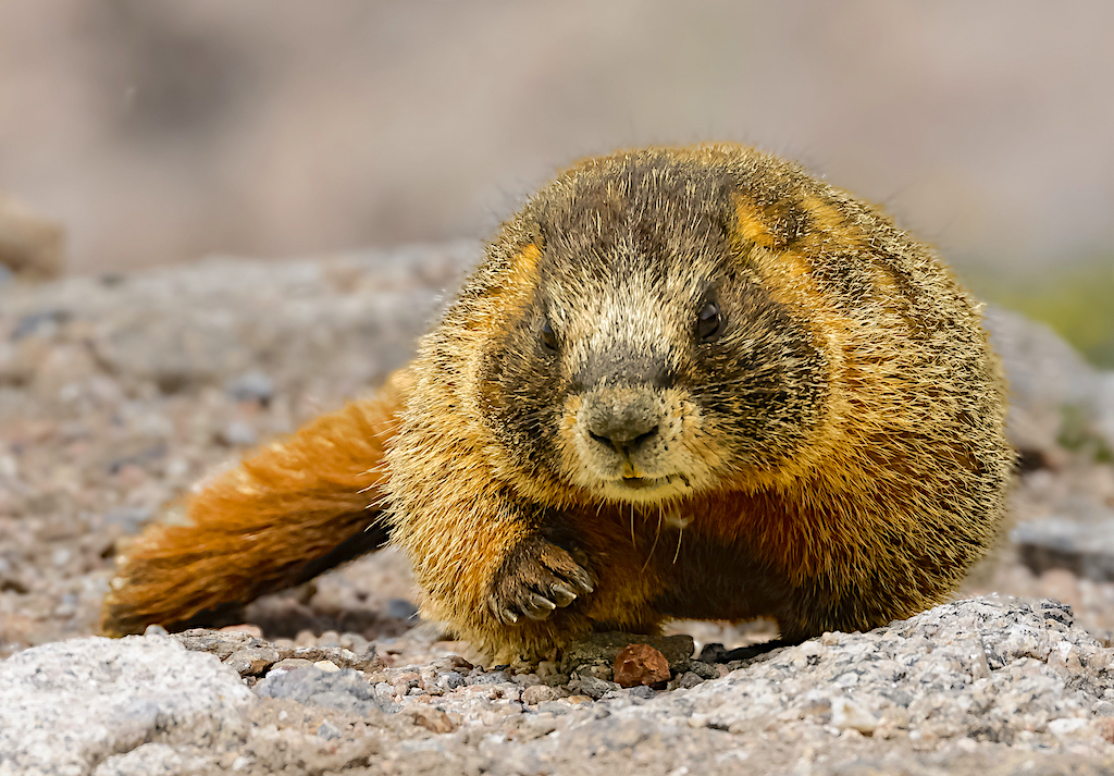 Yellow-bellied Marmot