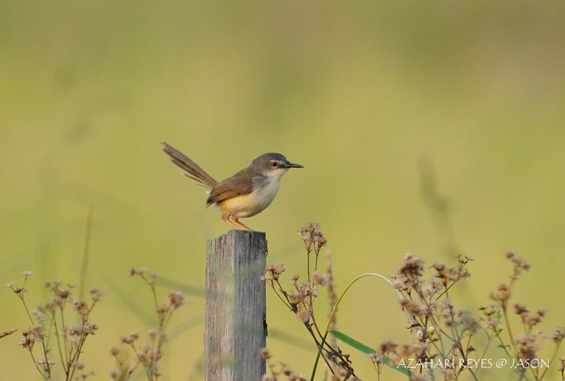 Yellow-bellied Prinia