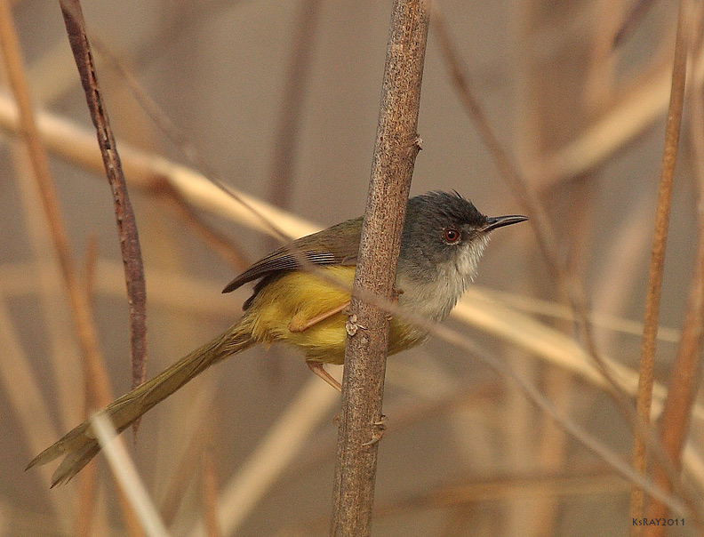 Yellow-bellied Prinia