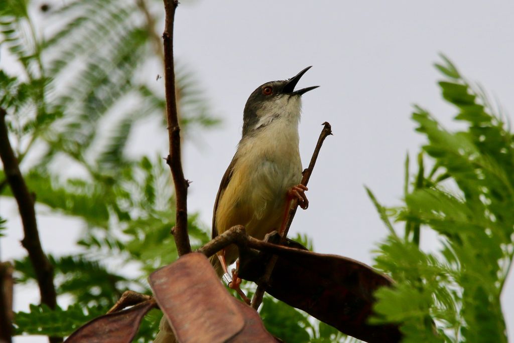 Yellow-bellied Prinia