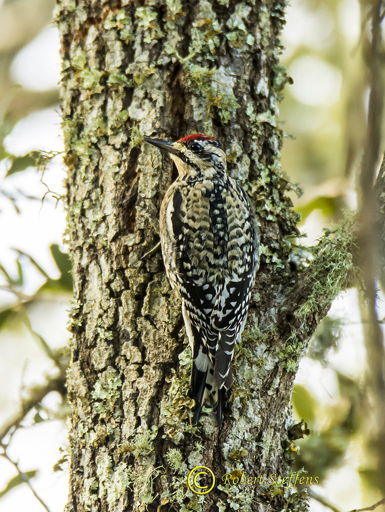 Yellow-bellied Sapsucker