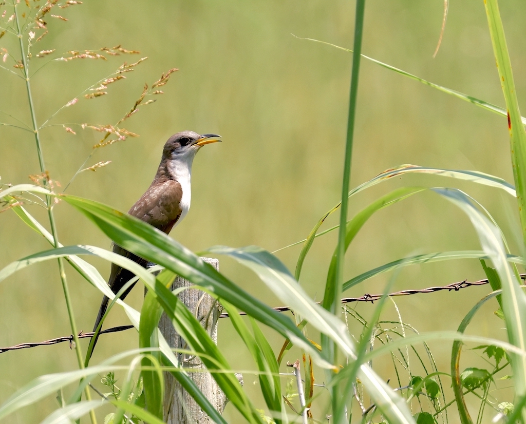 Yellow-billed Cuckoo.jpg