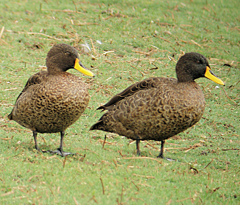 Yellow-billed Duck