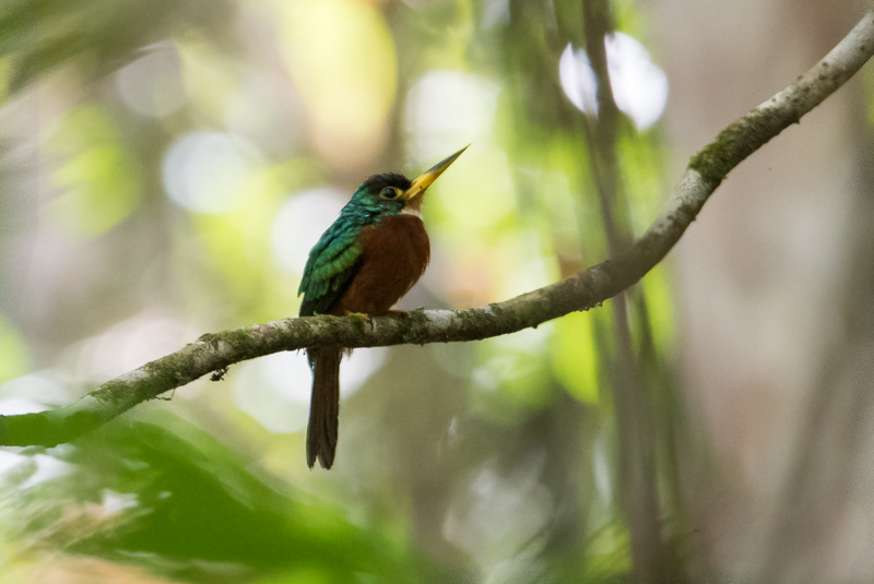 Yellow-billed Jacamar