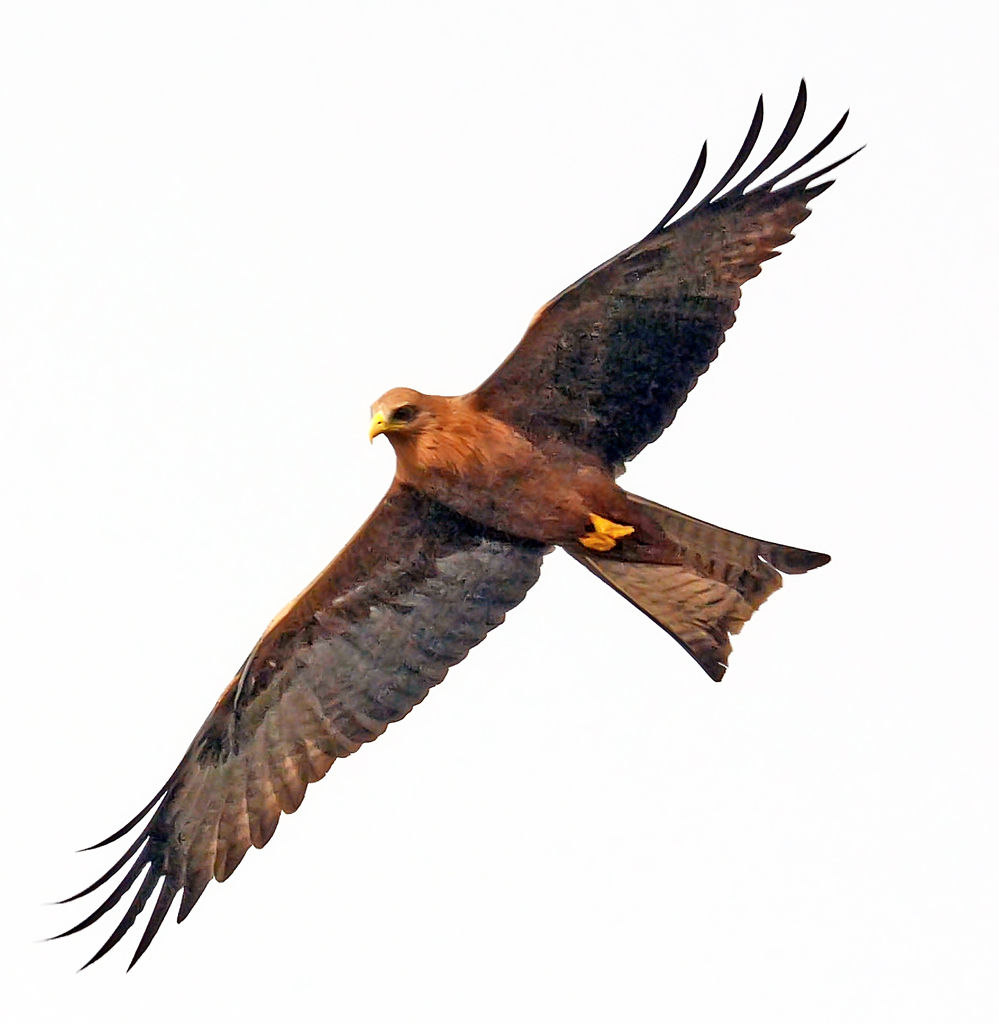 Yellow-billed Kite