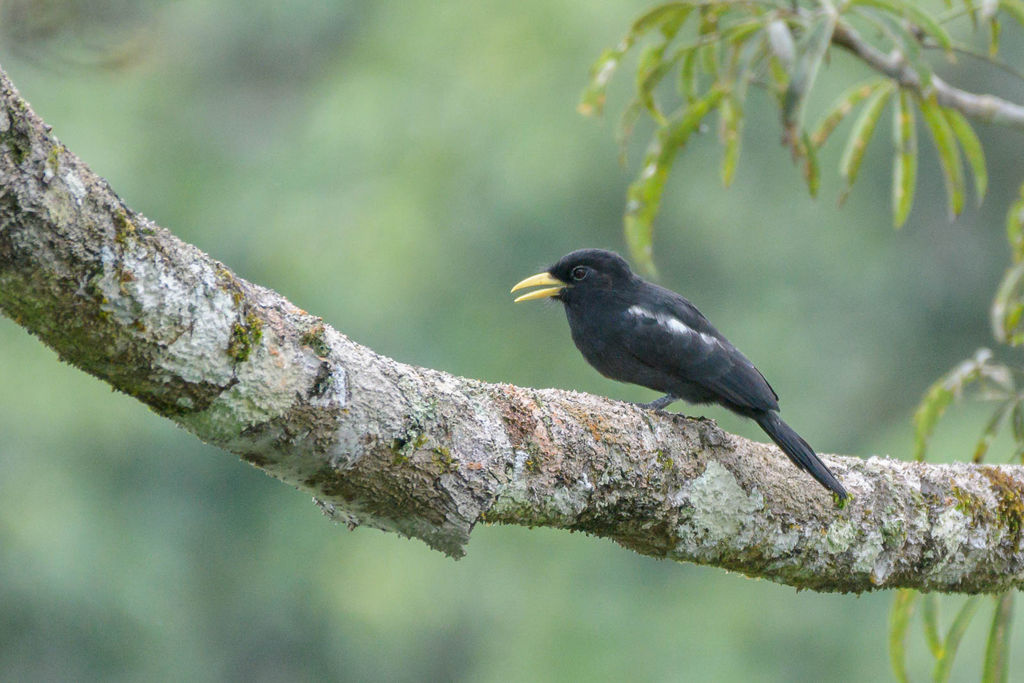 Yellow-billed Nunbird