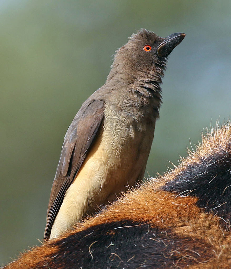 Yellow-billed Oxpecker