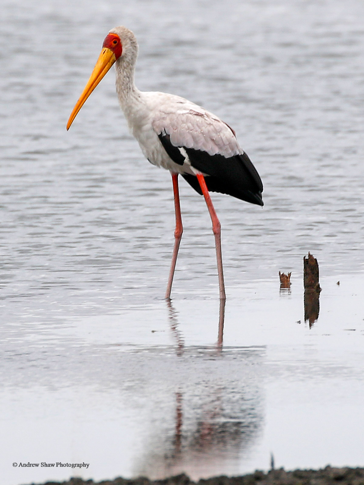 Yellow-billed Stork