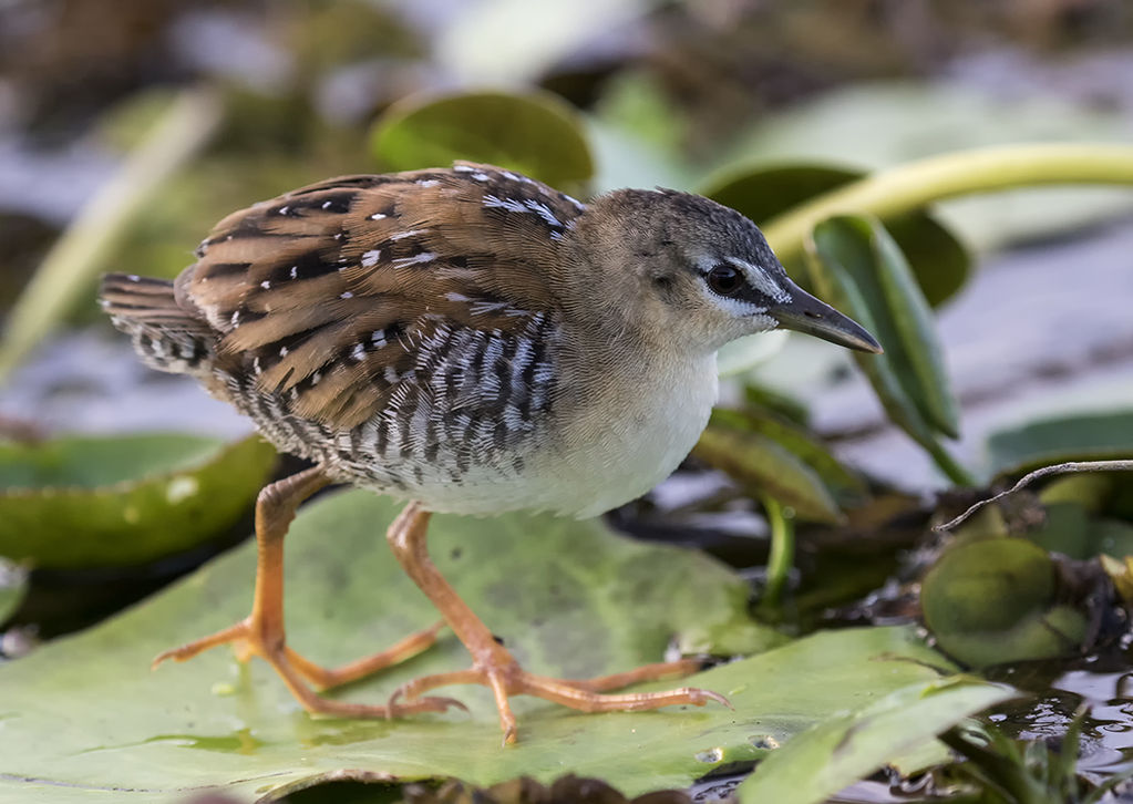 Yellow Breasted Crake