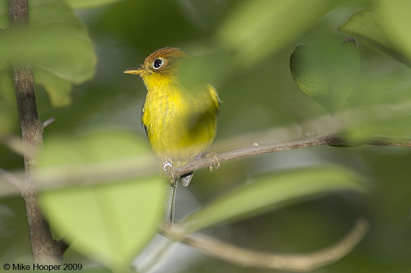 Yellow-breasted Warbler