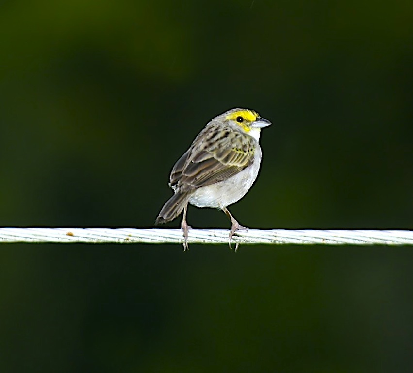 Yellow-browed Sparrow