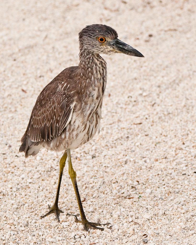 Yellow-crowned Night-Heron (Juvenile)